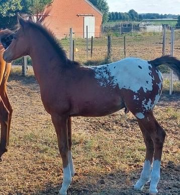 Zeer chique blanket appaloosa hengstenveulen beschikbaar voor biedingen