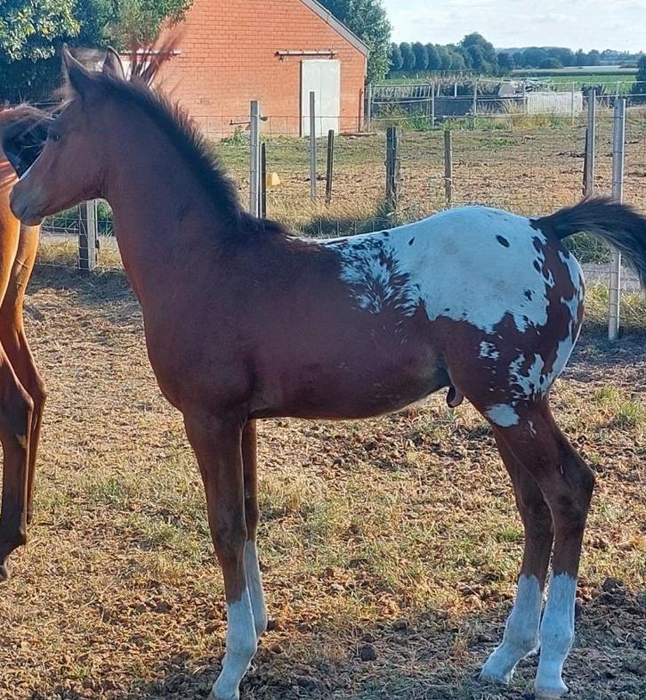 Zeer chique blanket appaloosa hengstenveulen, Dieren en Toebehoren, Paarden