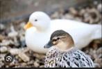 Hollandse kwakertjes, Dieren en Toebehoren, Pluimvee, Meerdere dieren, Eend