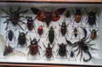 Kader met echte insecten zuid oost azie