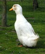 Duitse peking woerd gezocht, Dieren en Toebehoren