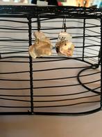 Toffe oorbellen, Enlèvement ou Envoi