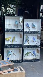 Halsbandparkieten, Dieren en Toebehoren, Vrouwelijk, Parkiet, Geringd