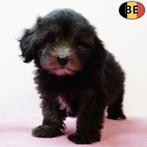 Maltipoo teefje (grijs) Belgische pup te koop, Dieren en Toebehoren, Honden | Chihuahua's en Gezelschapshonden, België, CDV (hondenziekte)