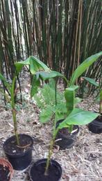 Musa basjoo bananenplant vanaf €10, Tuin en Terras, Planten | Bomen, Ophalen of Verzenden