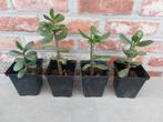 Crassula Ovata plant, Ophalen