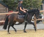 Eyecatcher spring pony Pablo x New Forest, Dieren en Toebehoren, Pony's, Merrie, B, Gechipt, Springpony