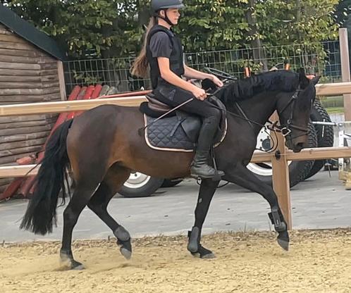 Eyecatcher spring pony Pablo x New Forest, Dieren en Toebehoren, Pony's, Merrie, B, D pony (1.37m tot 1.48m), Springpony, 3 tot 6 jaar