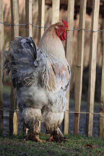 Oeufs fécondé de Brahma Isabelle croisé Araucana beschikbaar voor biedingen