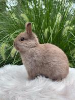 Voedstertje kleurdwerg choco, Dieren en Toebehoren, Konijnen, Vrouwelijk, Dwerg, 0 tot 2 jaar