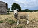 Lammeren te koop., Dieren en Toebehoren, Schapen, Geiten en Varkens