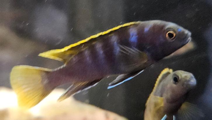 Labidochromis mbamba bay malawi cichliden, Dieren en Toebehoren, Vissen | Aquariumvissen, Zoetwatervis, Vis