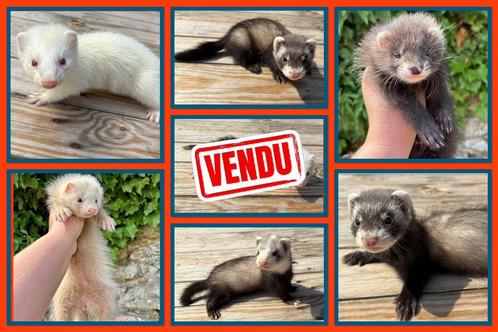 Freten/ferretons/fretten, Dieren en Toebehoren, Knaagdieren, Meerdere dieren, Fret, Mei, Tam