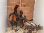 Haan met 2 hennen luikse vechter, Dieren en Toebehoren, Pluimvee