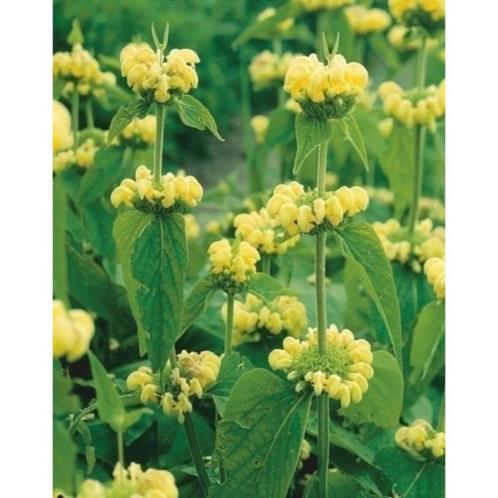 Phlomis russeliana – Brandkruid (vaste plant), Jardin & Terrasse, Plantes | Jardin, Plante fixe, Enlèvement