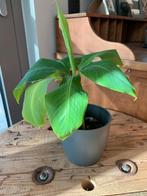 Bananenplant Musa Dwarf Cavendish, Ophalen