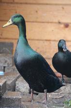 Koppels smaragdeenden tekoop, Plusieurs animaux, Canard