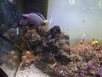 Aquarium