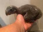 ❤️❤️Tamme baby edelpapegaai man van 4 weken oud, Mannelijk, Papegaai, Pratend