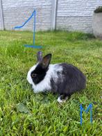 Konijntjes te koop 25/6, Dieren en Toebehoren