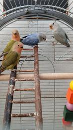 Jonge Roseicollis., Dieren en Toebehoren, Meerdere dieren, Dwergpapegaai of Agapornis, Tam