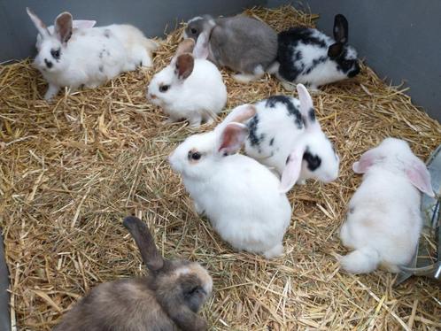 dwergkonijnen , konijntjes , schattige konijnen, Animaux & Accessoires, Lapins, Oreilles tombantes