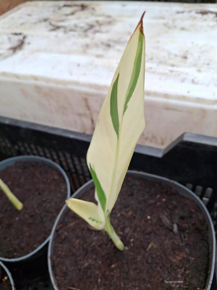 Canna Stuttgard, Tuin en Terras, Planten | Tuinplanten, Ophalen of Verzenden