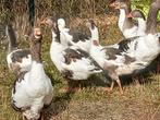 Te koop jonge pommerse ganzen, Dieren en Toebehoren