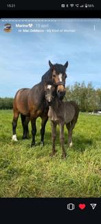 Freiberger x haflinger e pony 10/3/24, Dieren en Toebehoren, Merrie, Zadelmak