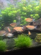 10 Goudgoerami's - 8 à 10cm, Dieren en Toebehoren