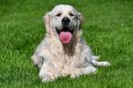 Golden Retriever Dekreuen, Dieren en Toebehoren, Honden | Dekreuen, België, Reu, CDV (hondenziekte), Meerdere