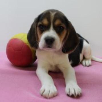 Beagle - Belgische pups te koop beschikbaar voor biedingen