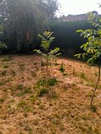 Walnoten boom, Ophalen