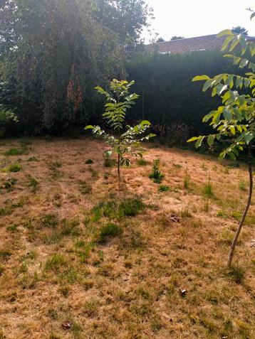 Walnoten boom  beschikbaar voor biedingen