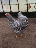 Amrock hennen, Femelle, Poule ou poulet