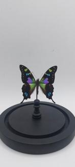Papillon sous cloche de verre, Collections, Collections Animaux, Enlèvement ou Envoi