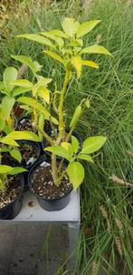 Brugmansia dubbel geel, Tuin en Terras, Planten | Tuinplanten, Ophalen of Verzenden