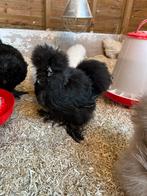 Zijdehoen hennen, Dieren en Toebehoren, Pluimvee