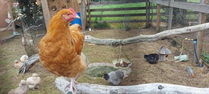 Orpington buff hennen en trio, Dieren en Toebehoren, Pluimvee