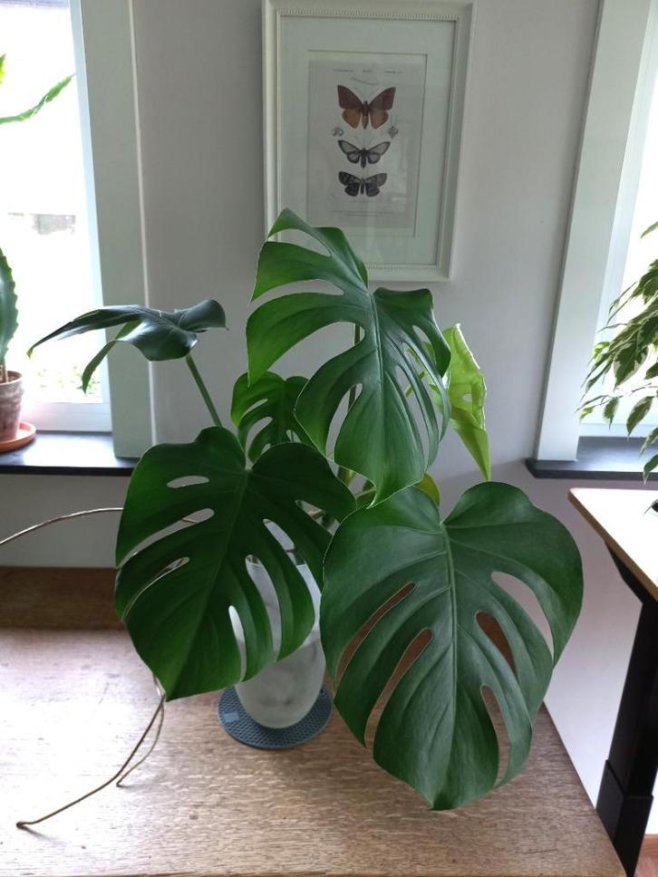 Monstera Deliciosa, gatenplant - hydrocultuur (1), Huis en Inrichting, Kamerplanten, Overige soorten, Minder dan 100 cm, Groene kamerplant