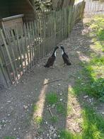 Eenden, Mâle, Canard