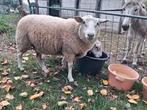 Volwassen ooien, Dieren en Toebehoren, Maart, Vrouwelijk