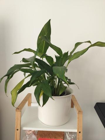 Lepelplant, 60cm hoog. SPATHIPHYLLUM beschikbaar voor biedingen