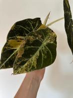 Alocasia black velvet gold, Huis en Inrichting, Kamerplanten, Ophalen of Verzenden