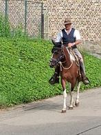 recreatie paard, Dieren en Toebehoren, Paarden, Merrie, Gechipt, 7 tot 10 jaar, Westernpaard