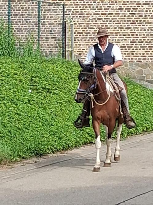 recreatie paard, Dieren en Toebehoren, Paarden, Merrie, 160 tot 165 cm, 7 tot 10 jaar, Westernpaard, Gechipt, Ontwormd