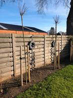 Boom Bolacacia of Robinia drie stuks jonge boompjes, Ophalen, Bolboom, 250 tot 400 cm