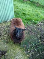 3 zwarte mooi bevleesde ram lammeren te koop, Dieren en Toebehoren, Schapen, Geiten en Varkens, Mannelijk, Schaap, 0 tot 2 jaar
