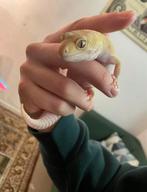 Albino Luipaardgekko, Dieren en Toebehoren