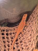 Dragon barbu hypo rouge, Lézard, Domestique, 0 à 2 ans